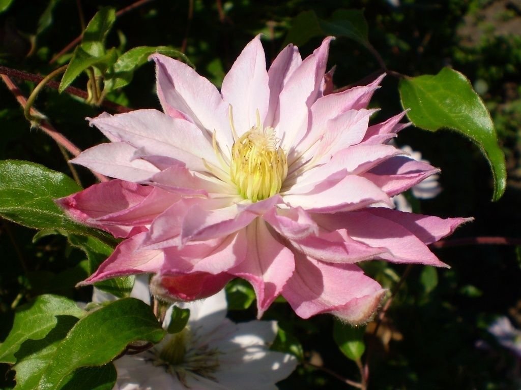 Clematis 'Violet Elizabeth'
